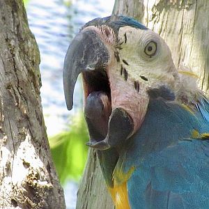 Blue-throated Macaw