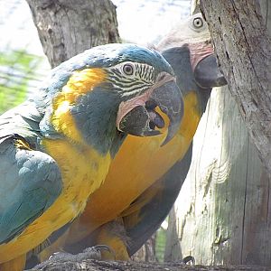 Blue-throated Macaw