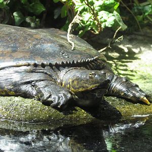 Gulf Coast Spiny Softshell
