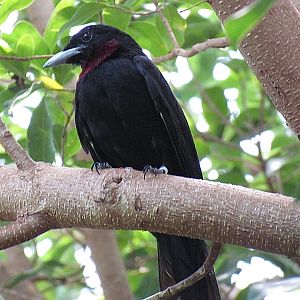 Purple-throated Fruitcrow