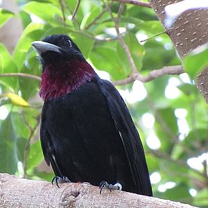 Purple-throated Fruitcrow