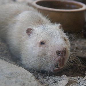 Large Bamboo Rat (Rhizomys sumatrensis)