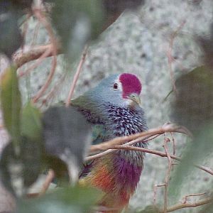 Mariana Fruit Dove