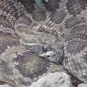 Prairie Rattlesnake