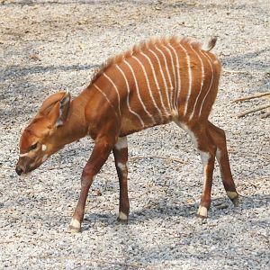 Eastern Bongo (Tragelaphus eurycerus isaaci)
