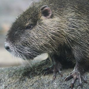 Nutria (Myocastor coypus)