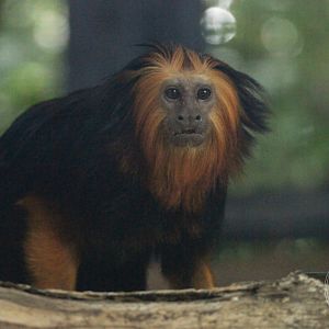 Golden-headed Lion Tamarin (Leontopithecus chrysomelas)