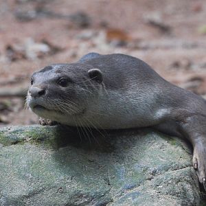 Smooth-coated Otter (Lutrogale perspicillata)