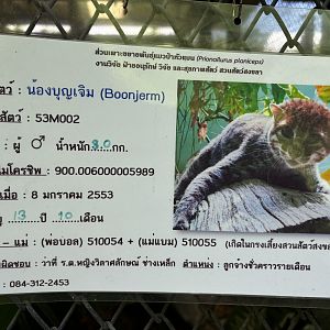 1 of 4 Flat-headed Cats