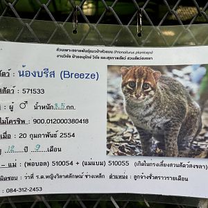 2 of 4 Flat-headed Cats