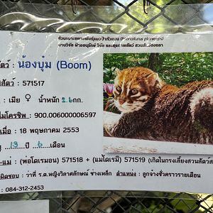 3 of 4 Flat-headed Cats