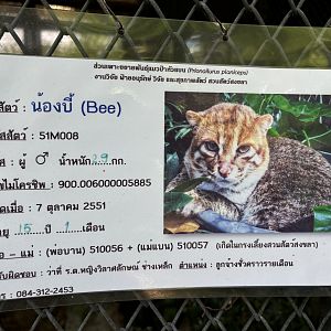 4 of 4 Flat-headed Cats