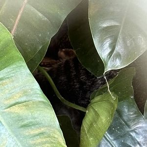 Flat-headed Cat #1 (we saw 2 out of the 4)