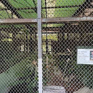 Flat-headed Cat (off-show breeding center)