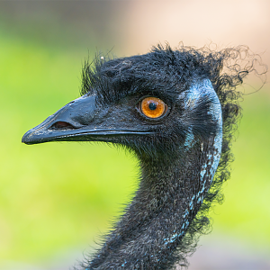 Common Emu (Dromaius Novaehollandiae)