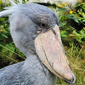 Shoebill (Balaeniceps rex)