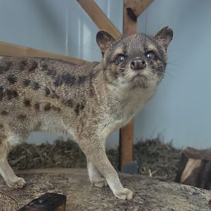 Fanaloka (Fossa fossana)