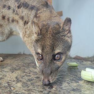 Fanaloka (Fossa fossana)