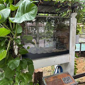 Western Hognose Snake Exhibit