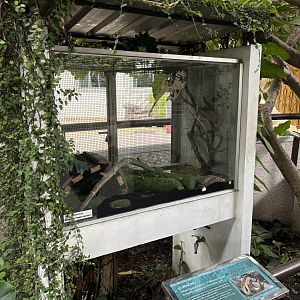 White-lipped Python Exhibit