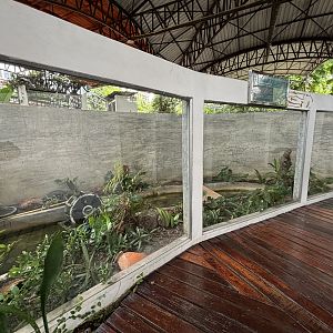 Yellow-spotted Keelback Snake Exhibit