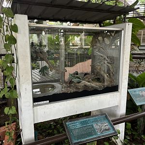 Moluccan Python Exhibit