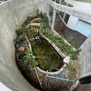 Yellow-spotted Keelback Snake Exhibit