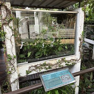 Japanese Rat Snake Exhibit