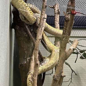 Golden Spitting Cobra