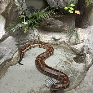 Brongersma’s Python Exhibit