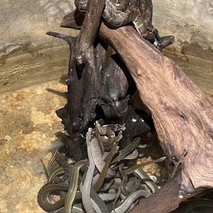 Water Snakes!!!