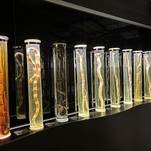 Snake Museum - Snake Tubes