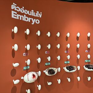 Snake Museum - Embryo Models