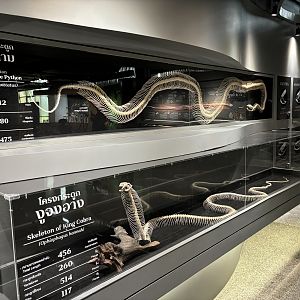Snake Museum - Skeletons