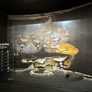 Snake Museum - Reticulated Python Skeleton