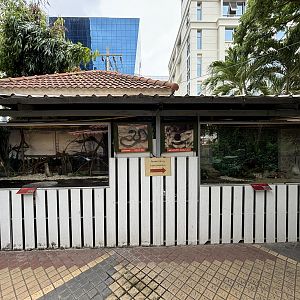 Malayan + Mangrove Pit Viper Exhibits