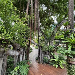 Jungle-like Walkway
