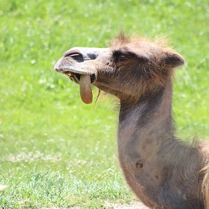 Bactrian Camel (Camelus bactrianus)