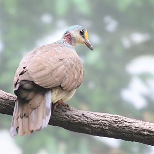 Sulawesi Ground-dove (Gallicolumba tristigmata)