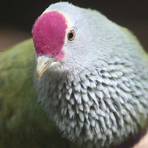 Mariana Fruit-dove (Ptilinopus roseicapilla)