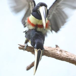 Black-necked Araçari (Pteroglossus aracari)