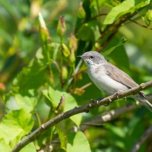 Lesser whitethroat, Curruca curruca, wild, UK