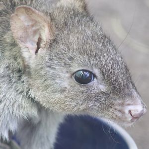 Woylie (Bettongia penicillata)