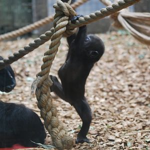 Baby gorilla learning to climb
