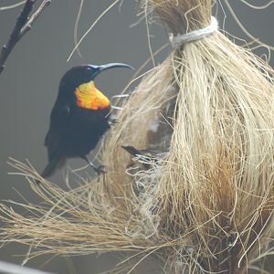 Scarlet-chested sunbird male at nest