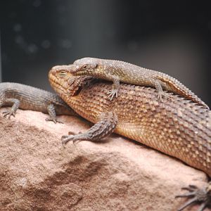 Gidgee skink family