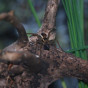 Fen raft spider