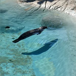 Harbor Seal