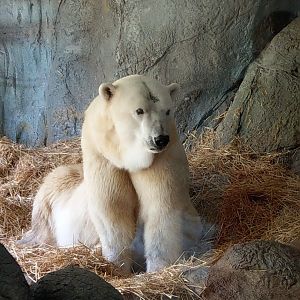 Polar Bear
