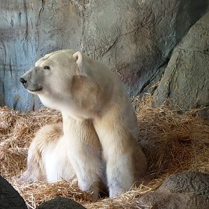 Polar Bear